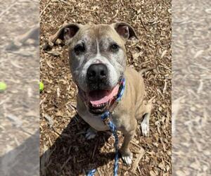 American Pit Bull Terrier Dogs for adoption in Waterford, VA, USA