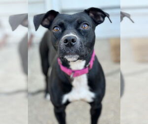 Mutt Dogs for adoption in Woodbury, NY, USA