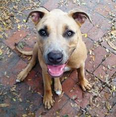 American Pit Bull Terrier-Labrador Retriever Mix Dogs for adoption in DeLand, FL, USA