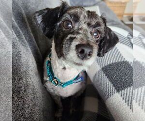 Shih Tzu-Unknown Mix Dogs for adoption in Fargo, ND, USA