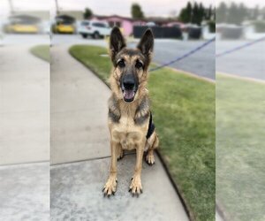 German Shepherd Dog Dogs for adoption in Newport Beach, CA, USA