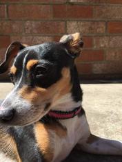 Rat Terrier Dogs for adoption in Oakley, CA, USA