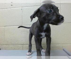 American Pit Bull Terrier Dogs for adoption in Downey, CA, USA