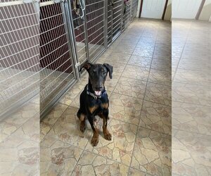 Doberman Pinscher Dogs for adoption in Devine, TX, USA
