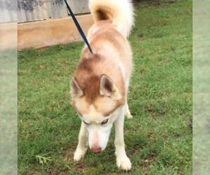 Alaskan Husky Dogs for adoption in Denison, TX, USA