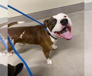 Mastiff-Unknown Mix Dogs for adoption in Modesto, CA, USA