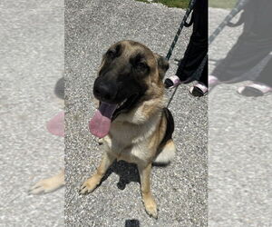 German Shepherd Dog Dogs for adoption in Evansville, IN, USA