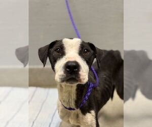 American Pit Bull Terrier-Unknown Mix Dogs for adoption in Las Vegas, NV, USA