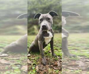 American Pit Bull Terrier Dogs for adoption in FRAMINGHAM, MA, USA