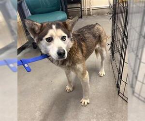 Siberian Husky Dogs for adoption in Camarillo, CA, USA