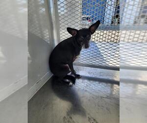 Chihuahua Dogs for adoption in Bakersfield, CA, USA