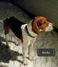 Treeing Walker Coonhound Dogs for adoption in Traverse City, MI, USA