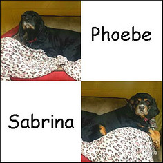 Cocker Spaniel Dogs for adoption in Shreveport, LA, USA