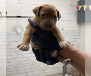 American Pit Bull Terrier Dogs for adoption in San Bernardino, CA, USA