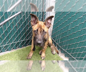 German Shepherd Dog-Unknown Mix Dogs for adoption in Downey, CA, USA