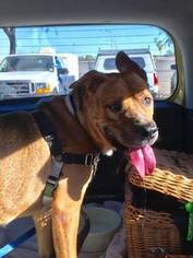 Small Chinese Shar-Pei-German Shepherd Dog Mix