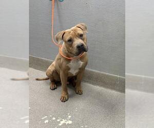American Pit Bull Terrier-Unknown Mix Dogs for adoption in Las Vegas, NV, USA