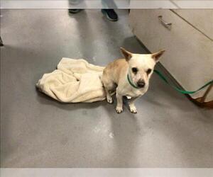 Chihuahua Dogs for adoption in Riverside, CA, USA