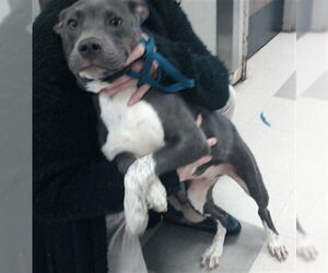 American Pit Bull Terrier-Unknown Mix Dogs for adoption in Oklahoma City, OK, USA