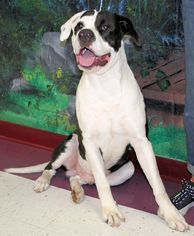 Great Dane Dogs for adoption in Euless, TX, USA