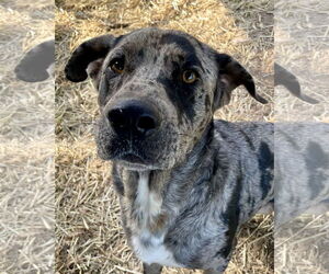 Catahoula Leopard Dog-Labrador Retriever Mix Dogs for adoption in Green Forest, AR, USA