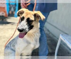 German Shepherd Dog-Unknown Mix Dogs for adoption in Santa Rosa, CA, USA