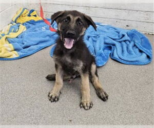 German Shepherd Dog Dogs for adoption in San Bernardino, CA, USA