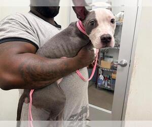 American Pit Bull Terrier-Greyhound Mix Dogs for adoption in Berkeley , CA, USA
