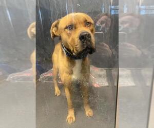 Mastiff-Unknown Mix Dogs for adoption in Seattle, WA, USA