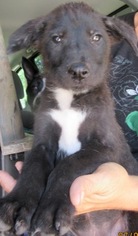 Border Collie-Unknown Mix Dogs for adoption in Von Ormy, TX, USA