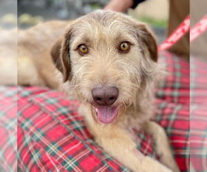 Mutt Dogs for adoption in Canton, CT, USA