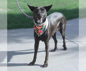 Labrador Retriever-Unknown Mix Dogs for adoption in San Antonio, TX, USA