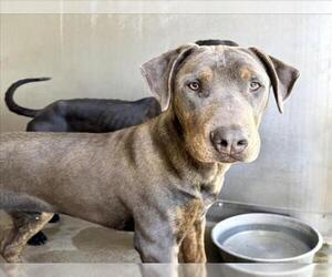 Doberman Pinscher Dogs for adoption in San Bernardino, CA, USA