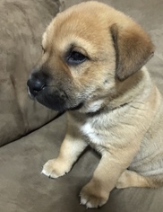 Medium Photo #1 Anatolian Shepherd-Labrador Retriever Mix Puppy For Sale in McKinney, TX, USA