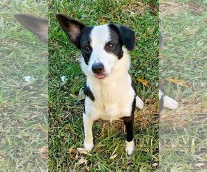 Border Collie-Unknown Mix Dogs for adoption in New Castle, DE, USA