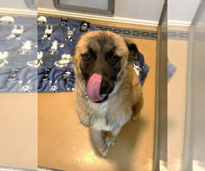 Anatolian Shepherd-Unknown Mix Dogs for adoption in Rockaway, NJ, USA