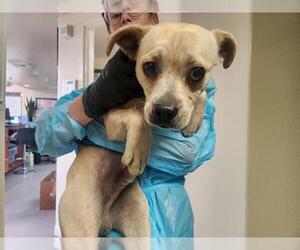 Mutt Dogs for adoption in Pasadena, CA, USA