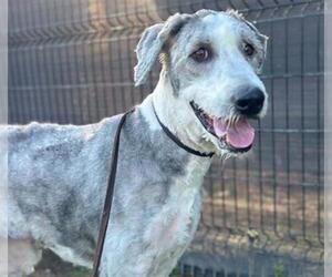 Old English Sheepdog Dogs for adoption in Orange, CA, USA