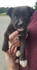 Pomeranian Dogs for adoption in Rockaway, NJ, USA