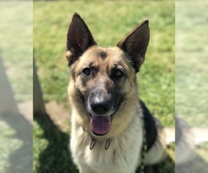 German Shepherd Dog Dogs for adoption in Chico, CA, USA
