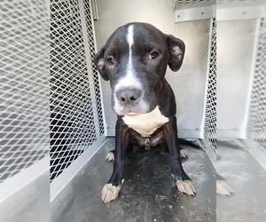 American Pit Bull Terrier Dogs for adoption in Bakersfield, CA, USA