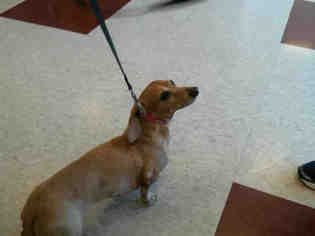 Dachshund Dogs for adoption in Plano, TX, USA
