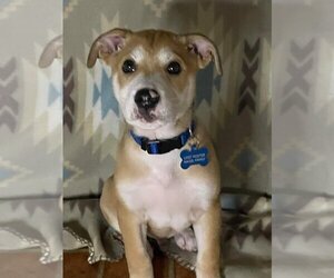 Mutt Dogs for adoption in Lockport, NY, USA