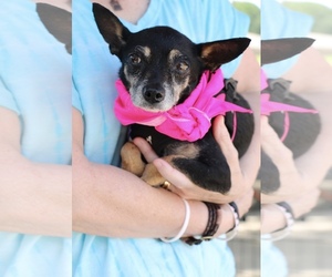Chihuahua-Unknown Mix Dogs for adoption in Coppell, TX, USA