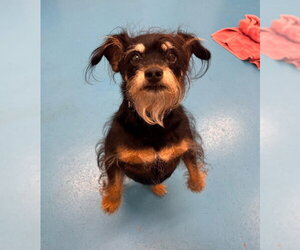 Australian Shepherd-Unknown Mix Dogs for adoption in Muskegon, MI, USA