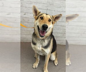 Medium Photo #1 German Shepherd Dog Puppy For Sale in San Bernardino, CA, USA