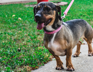 Chinese Shar-Pei-Dachshund Mix Dogs for adoption in Beloit, WI, USA