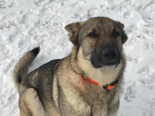 German Shepherd Dog Dogs for adoption in Cromwell, MN, USA