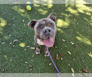 Mutt Dogs for adoption in Orlando, FL, USA