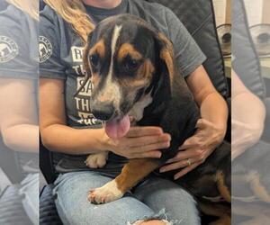 Bagle Hound Dogs for adoption in Rockwall, TX, USA